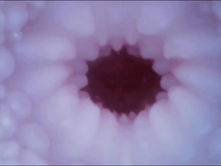 Lỗ âm đạo giả Tokyo Himari Kinoshita cực khít và bót