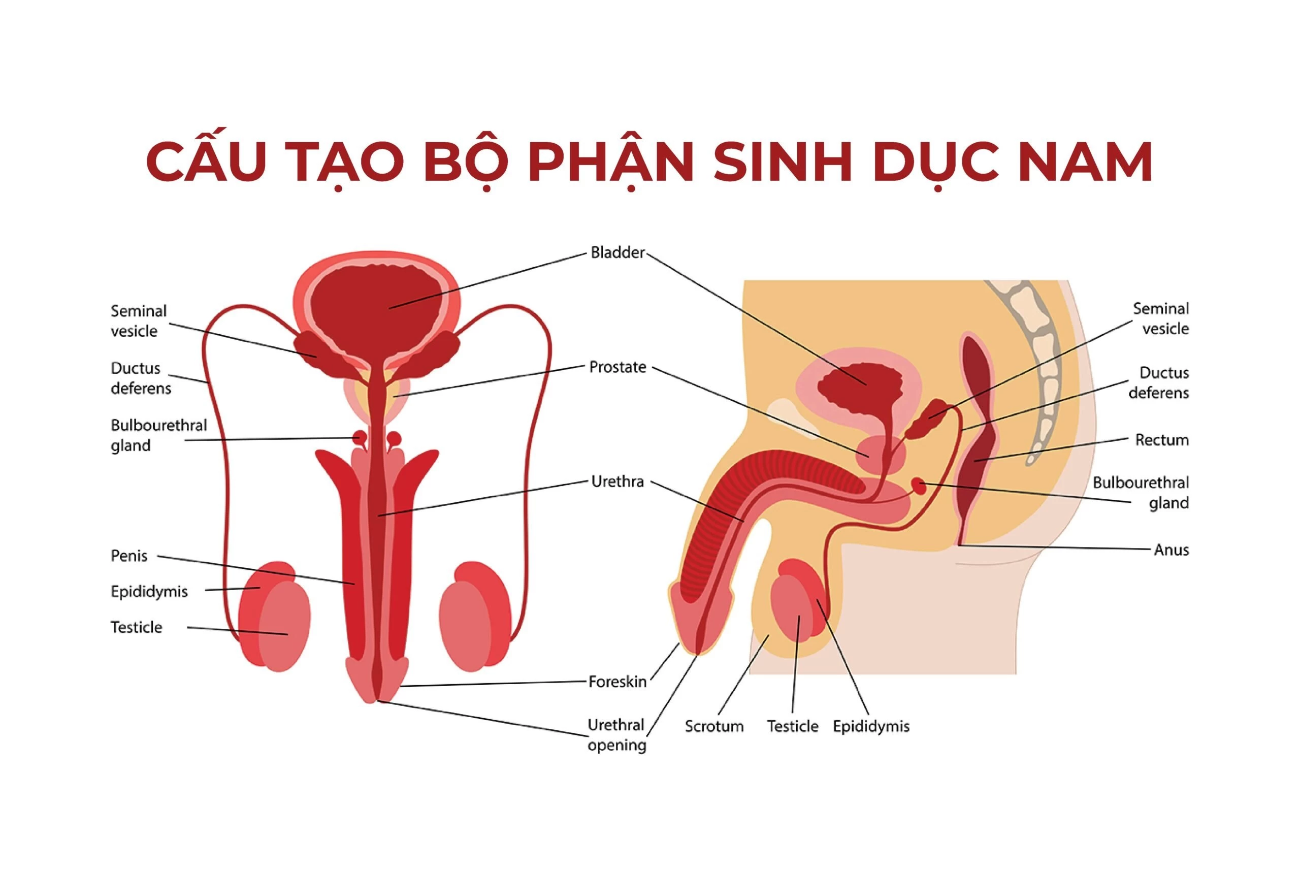 Cấu tạo của dương vật