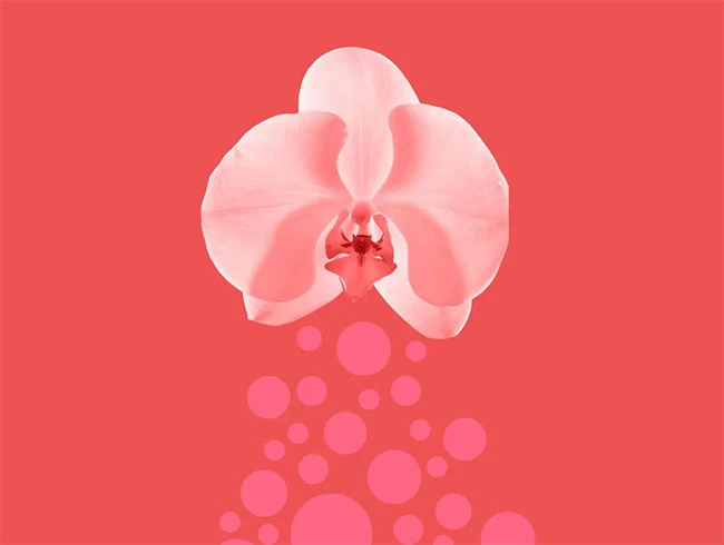 Hãy chăm sóc cho “cô bé’ một cách tỉ mỉ