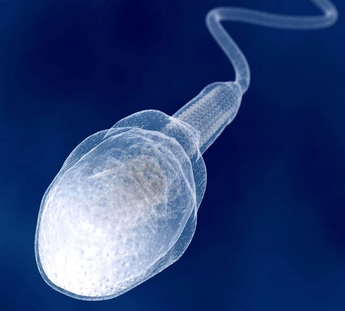 Thời gian sống của tinh trùng ở các môi trường khác nhau ra sao?