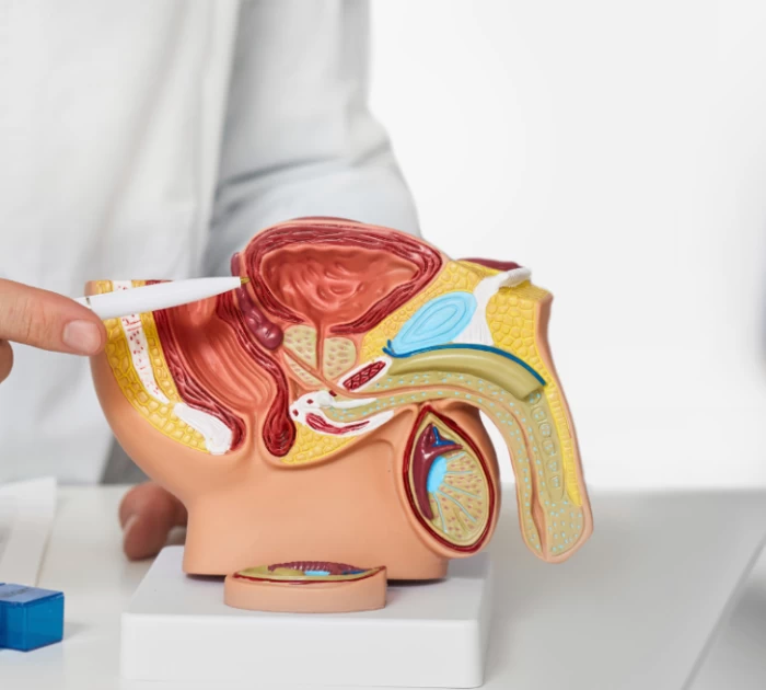 Khoái cảm tuyến tiền liệt mang lại cảm giác phấn khích như thế nào?