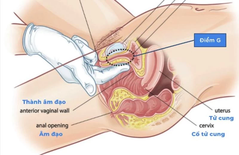 Sử dụng ngón tay hình móc câu có thể tìm thấy và kích thích điểm G của nữ giới