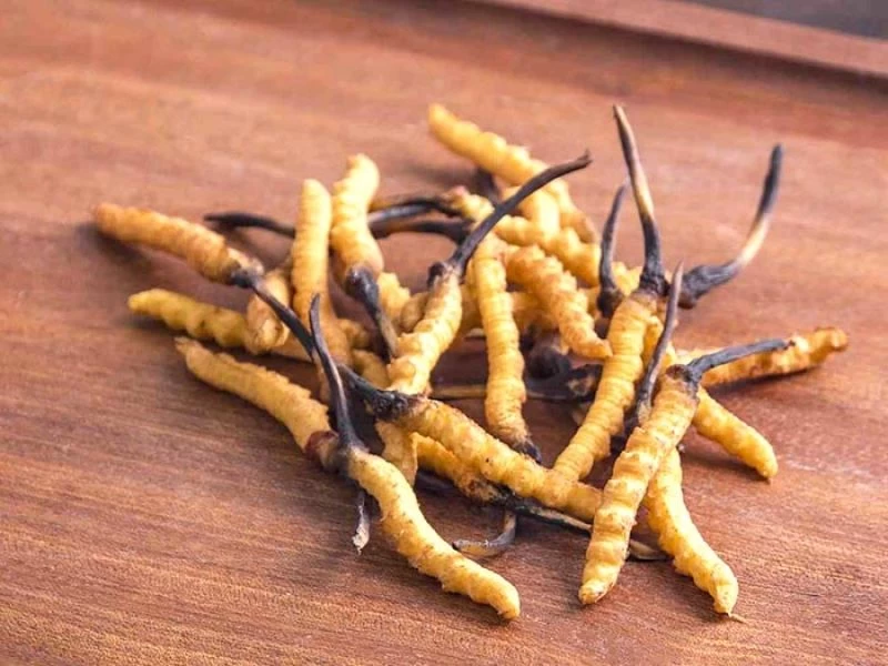 Đông trùng hạ thảo tự nhiên