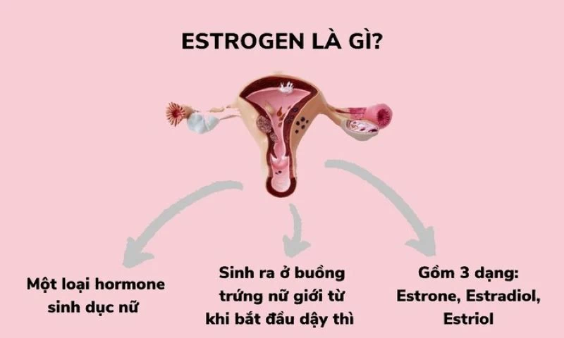Estrogen là Hormone rất quan trọng với cơ thể phụ nữ
