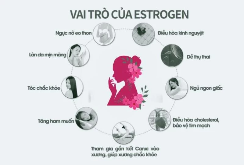 Estrogen ảnh hưởng đến sức khỏe, sắc đẹp của nữ giới