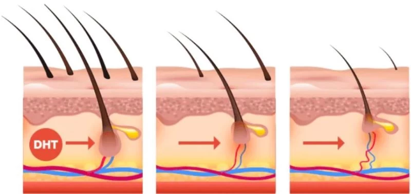 Hoạt động của hormone testosterone