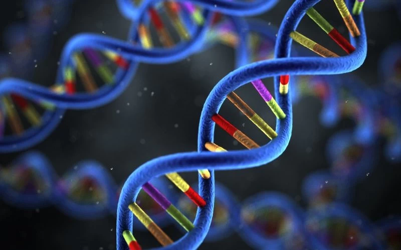 DNA và di truyền giữa cha và con trai