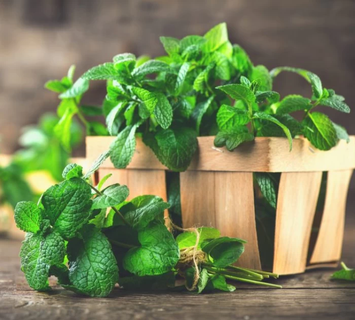 Mùi bạc hà kích dục đặc biệt