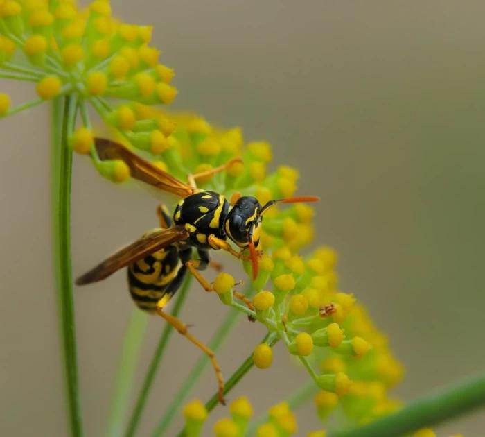Lều cắm trại bảo vệ tránh côn trùng và thú rừng