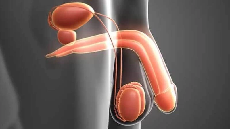 Tinh hoàn ẩn là nguyên nhân bệnh lý từ trong thai kỳ