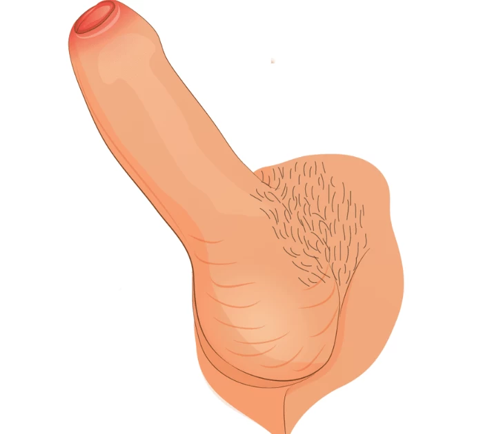 Cấu tạo dương vật và cơ chế cương dương