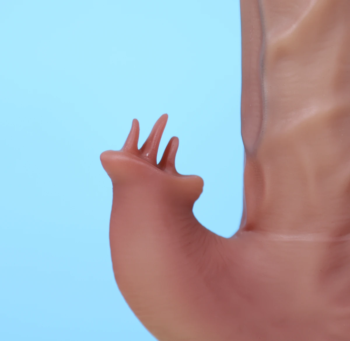 Nhánh rung tai thỏ nhiều lưỡi