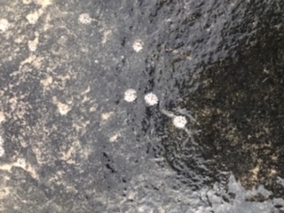 Lovetoy Dazzle STUDS 7,5 inchs